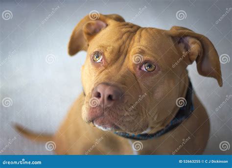 Red Nose American Pitbull Female