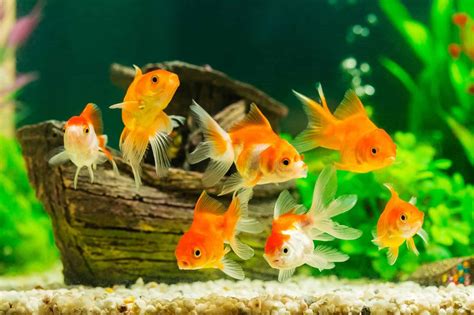 What Do Goldfish Eat? Complete Guide to Feeding Your Pet Goldfish ...