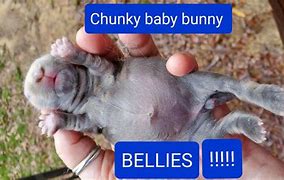 Image result for Baby Bunny Bellies Plant Hanging