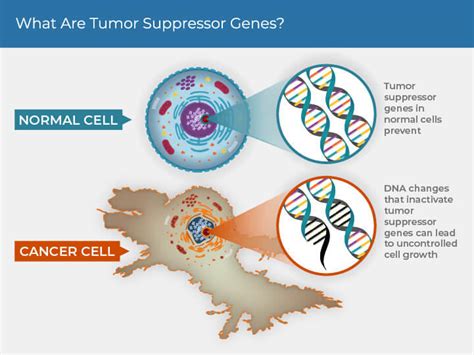 How Does Cancer Develop 的图像结果