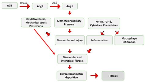 Fibrosis: Types, Effects, Markers, Mechanisms for Disease Progression ...