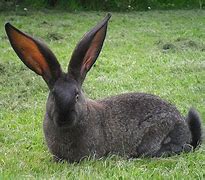 Image result for Cute Bunny Rabbit Breeds