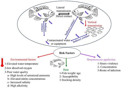 Streptococcus agalactiae Infection in Nile Tilapia (Oreochromis niloticus): A Review