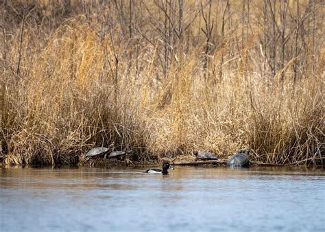 Bird Walk at Occoquan Bay NWR with Andreas Seiter, Occoquan Bay NWR ...