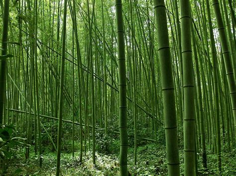 Bamboo | Characteristics, Distribution & Uses | Britannica