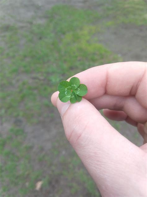 Found a 6-leaf clover : r/pics