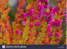 calluna vulgaris sorten common or calluna vulgaris firefly calluna vulgaris sorten common or calluna vulgaris firefly