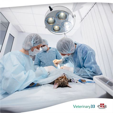 Surgical Anatomy of the Gastrointestinal Tract in Cats | Veterinary 33