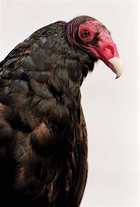Vulture | Characteristics, Species, & Facts | Britannica
