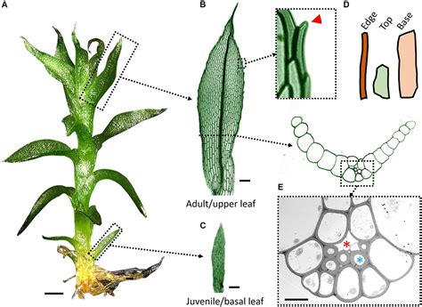 Microscopic Leaf Structure 的图像结果
