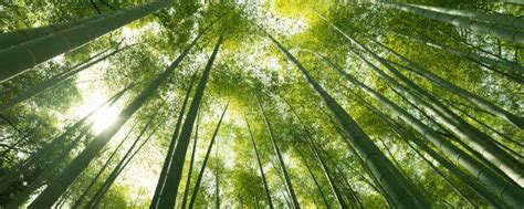 竹子的象征意义是什么？-花卉百科-中国花木网