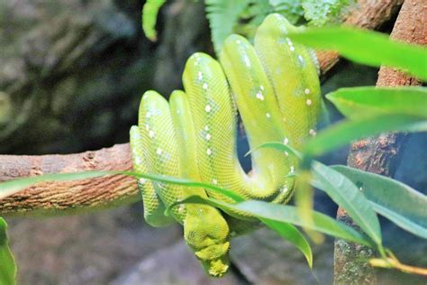 Image result for Black Green Tree Python