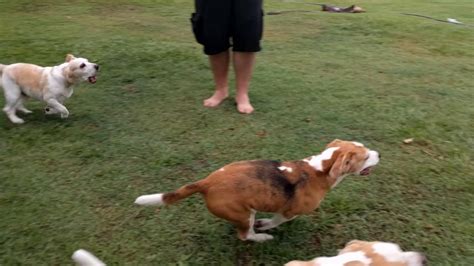 Image result for Beagles Chasing Remote Control Car