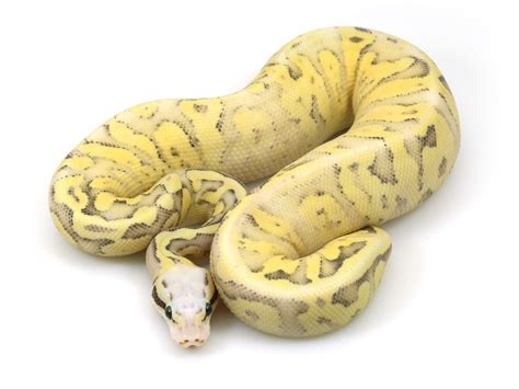 Image result for Fire Pastel Ball Python