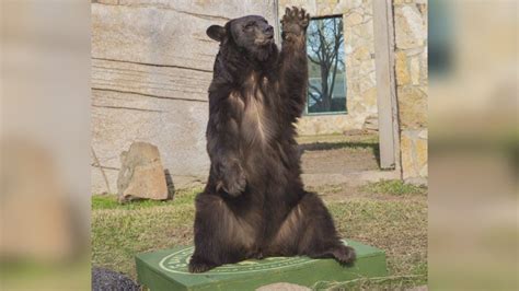 Baylor University announces death of mascot Judge Sue "Lady" Sloan ...