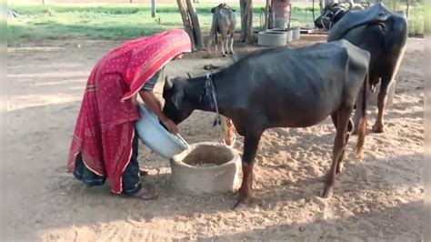 भीषण गर्मी और मानसून में देरी के कारण पशुचारे की किल्लत, बन रहे त्रिकाल ...