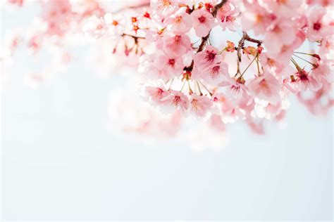 Download Beautiful pink cherry blossom tree in bloom Wallpaper ...