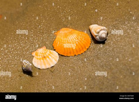 Image result for Finding Tropical Shells