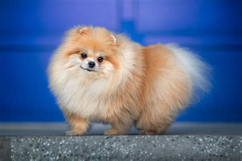Best Small Dog Breeds | Money