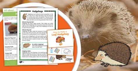 Hedgehog Awareness Week Event 2027 - Info and Resources