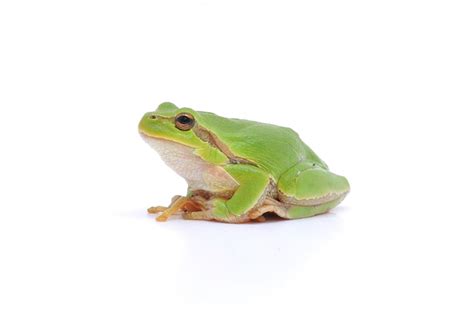 Image result for Tree Frog Sitting