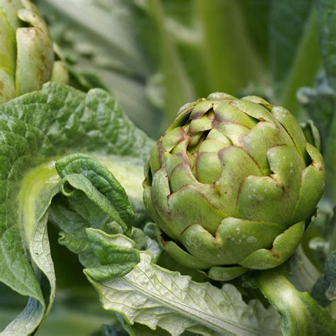 What is a Chinese artichoke? - ABC Organic Gardener Magazine