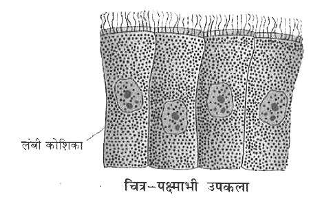 रेखांकित चित्र की सहायता से विभिन्न उपकला ऊतकों का वर्णन कीजिए।
