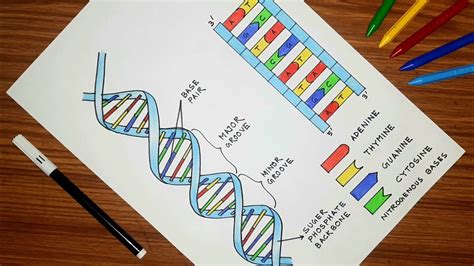 DNA Model Drawing 的图像结果