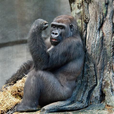 Silverback Gorilla Muscles