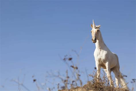 [100+] Real Unicorn Pictures | Wallpapers.com