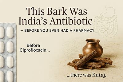 Kutaj: India’s Time-Tested Antibiotic and Gut-Healing Powerhouse ...