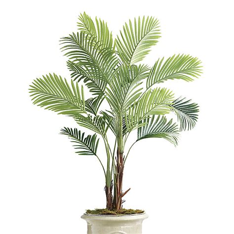 Outdoor Ornamental Palm Tree | Frontgate