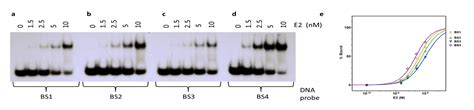 Sequence-Dependent Interaction of the Human Papillomavirus E2 Protein ...