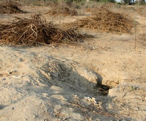 Image result for Indian Python Habitat