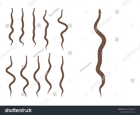 Image result for Python Animal Videos