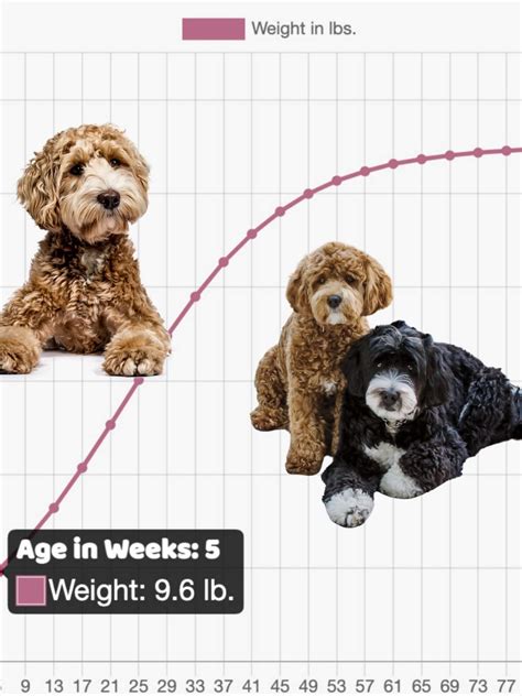Cockapoo Weight Chart 的图像结果