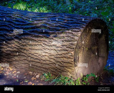 Image result for Cut Log