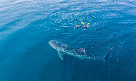 Are Whale Sharks Dangerous Or Aggressive? - A-Z Animals