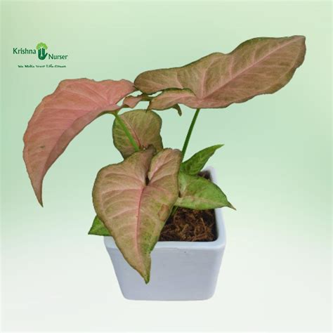 Pink Syngonium Plant with Ceramic Pot