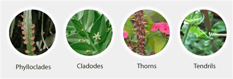 Important Notes for NEET: Morphology of Flowering Plants | Biology Class 11