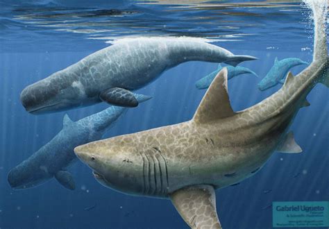 Megalodon Vs Sperm Whale