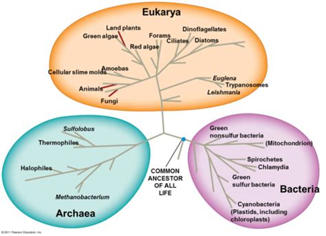 Image result for Three Domain Classification System