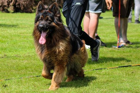 Long Haired German Shepherd Long Haired German Shepherd Top Guide