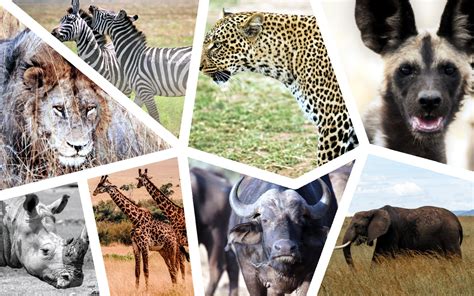 Kenyan Animals Meet Kenya's Most Iconic Wildlife AFAR