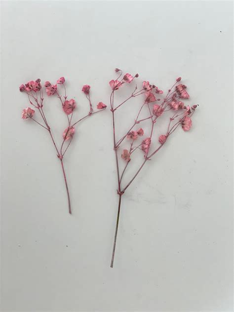 Pack of 20 PCS Pressed Dry Baby's Breath Flowers | Etsy