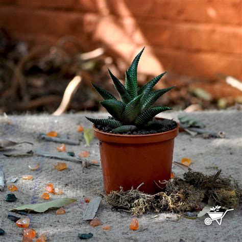 Assorted Set of 4 Hardy Indoor Succulent Plants