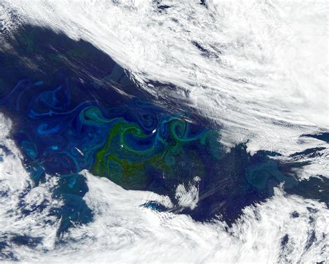 Ocean ‘Greening’ at Poles Could Spell Changes for Fisheries | Research