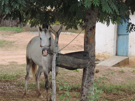 Free Images : donkey, horses, mare, pack animal, horse like mammal ...