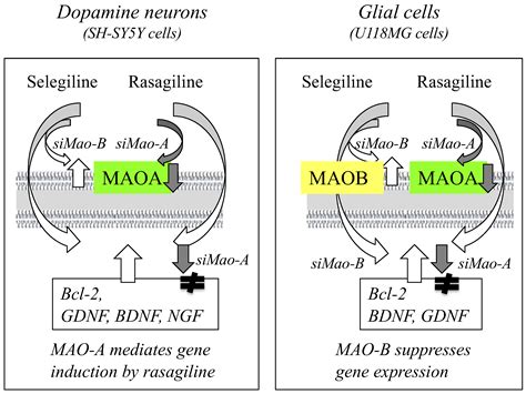Neuroprotective Function of Rasagiline and Selegiline, Inhibitors of ...