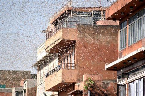 FAQ: Everything you need to know about locust attacks - Rediff.com ...
